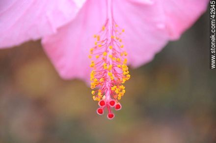 Flor de hibisco rosado. - Flora - IMÁGENES VARIAS. Foto No. 42645