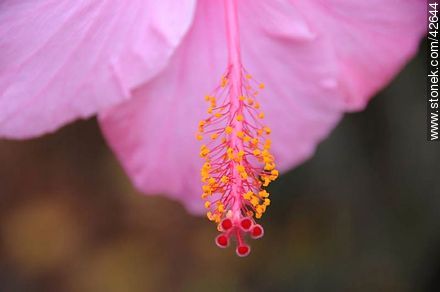 Flor de hibisco rosado. - Departamento de Maldonado - URUGUAY. Foto No. 42644