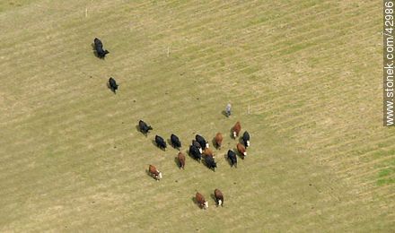 Cattle in the field. - Fauna - MORE IMAGES. Photo #42986