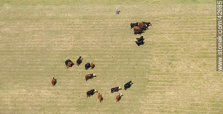 Cattle in the field. -  - URUGUAY. Photo #42985