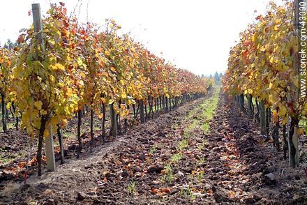 Vineyard in autumn - Department of Canelones - URUGUAY. Photo #43090