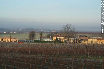 Vineyards in winter - Region of Aquitaine - FRANCE. Photo #43243