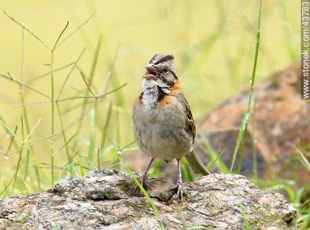Rufous-collared Sparrow - Fauna - MORE IMAGES. Photo #43783