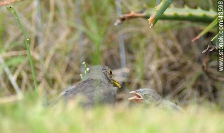 Rufus-bellied Thrush feedeing its chicks - Department of Maldonado - URUGUAY. Photo #43598