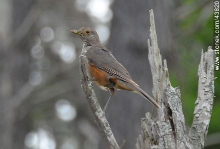 Rufus-bellied Thrush - Fauna - MORE IMAGES. Photo #43820