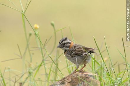 Rufous-collared Sparrow - Fauna - MORE IMAGES. Photo #43785