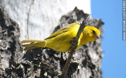 Male Saffron Finch - Fauna - MORE IMAGES. Photo #43680