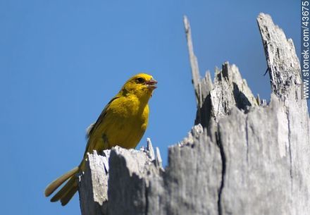Male Saffron Finch - Fauna - MORE IMAGES. Photo #43675