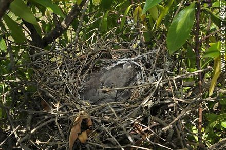 Calandra lark nest and chicks - Department of Maldonado - URUGUAY. Photo #43657