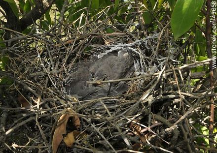 Calandra lark nest and chicks - Fauna - MORE IMAGES. Photo #43658
