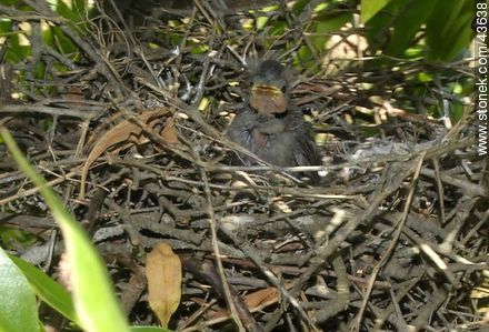 Pichón de tordo en un nido de Calandria. - Fauna - IMÁGENES VARIAS. Foto No. 43638