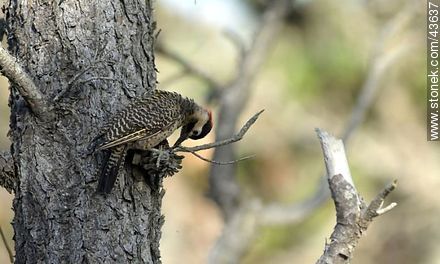 Green-barred Woodpecker - Fauna - MORE IMAGES. Photo #43637