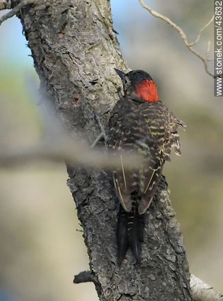 Green-barred Woodpecker - Department of Maldonado - URUGUAY. Photo #43632