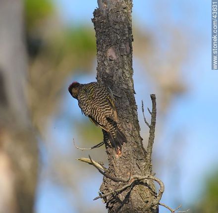 Green-barred Woodpecker - Fauna - MORE IMAGES. Photo #43631