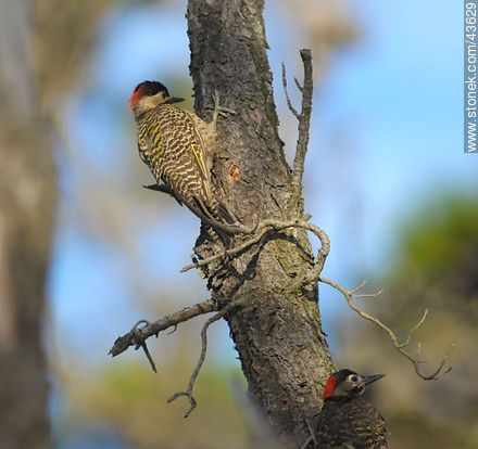 Green-barred Woodpecker - Department of Maldonado - URUGUAY. Photo #43629
