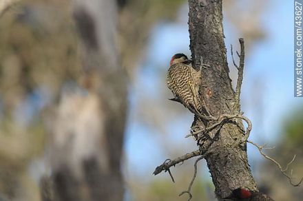 Green-barred Woodpecker - Fauna - MORE IMAGES. Photo #43627