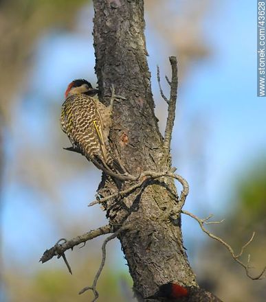 Green-barred Woodpecker - Fauna - MORE IMAGES. Photo #43628