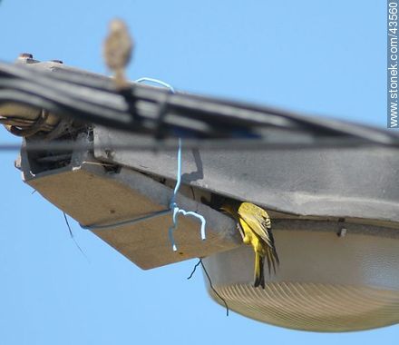 Jilguero dorado macho entrando en el nido en el interior de una lámpara del alumbrado público - Departamento de Maldonado - URUGUAY. Foto No. 43560