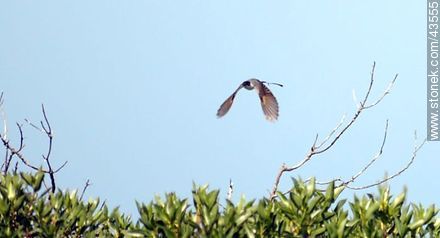 Fork - tailed Flycatcher - Fauna - MORE IMAGES. Photo #43555