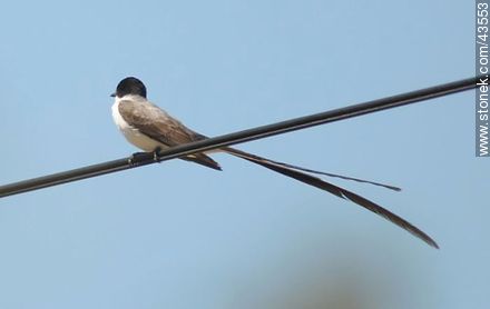 Fork - tailed Flycatcher - Fauna - MORE IMAGES. Photo #43553