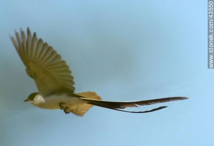 Fork - tailed Flycatcher - Fauna - MORE IMAGES. Photo #43550