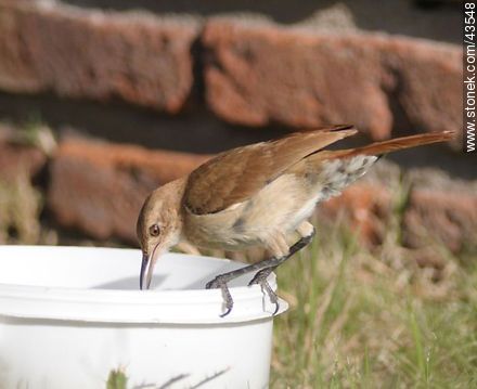 Ovenbird taking a bath - Fauna - MORE IMAGES. Photo #43548