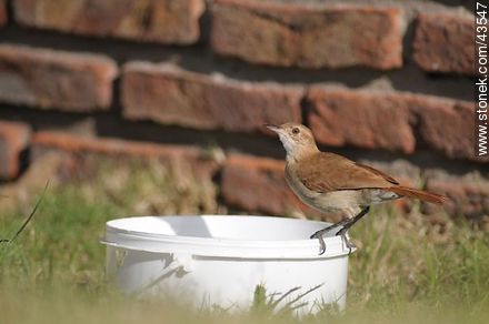 Ovenbird taking a bath - Fauna - MORE IMAGES. Photo #43547