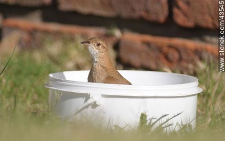 Hornero común tomando un baño en un balde. - Fauna - IMÁGENES VARIAS. Foto No. 43545