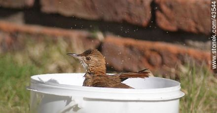Ovenbird taking a bath - Fauna - MORE IMAGES. Photo #43544