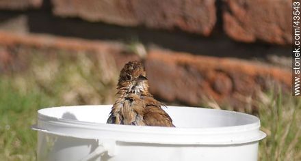Ovenbird taking a bath - Fauna - MORE IMAGES. Photo #43543