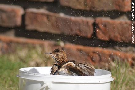 Hornero común tomando un baño en un balde. - Fauna - IMÁGENES VARIAS. Foto No. 43541