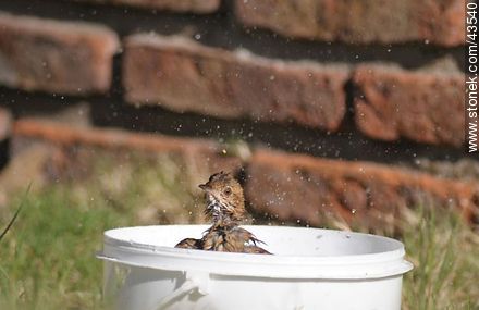 Ovenbird taking a bath - Fauna - MORE IMAGES. Photo #43540