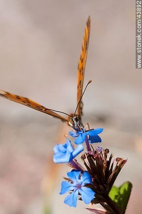 Mariposa agraulis vanillae maculosa - Fauna - IMÁGENES VARIAS. Foto No. 43892