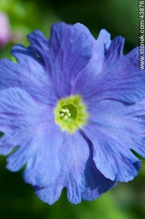 Primula - Flora - MORE IMAGES. Photo #43876