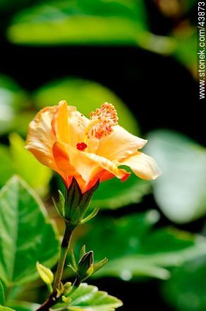 Flor naciente de hibisco amarillo - Flora - IMÁGENES VARIAS. Foto No. 43873