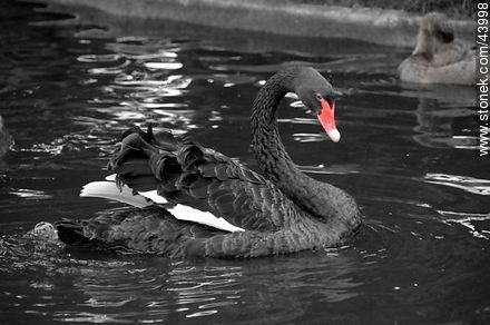 Cisne negro. Zoológico de Durazno. - Fauna - IMÁGENES VARIAS. Foto No. 43998