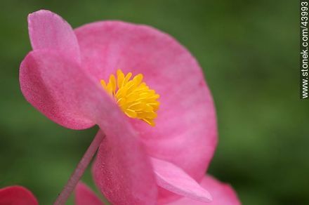 Begonia de flor, flor de azúcar - Flora - IMÁGENES VARIAS. Foto No. 43993