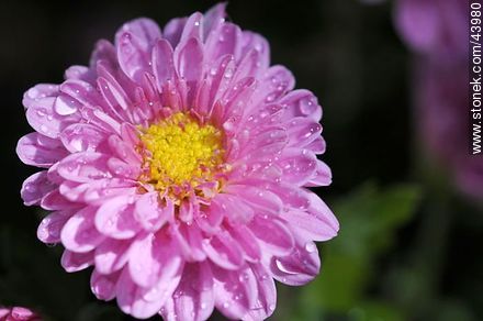 Pink Chrysanthemums - Flora - MORE IMAGES. Photo #43980