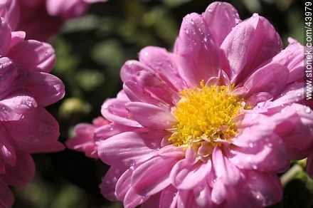 Chrysanthemums - Flora - MORE IMAGES. Photo #43979