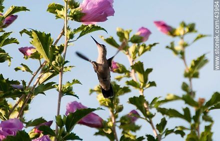 Hummingbird - Fauna - MORE IMAGES. Photo #43964