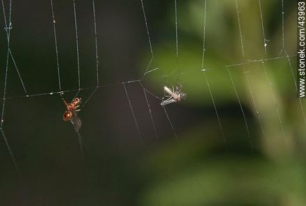 Insects caught in the web - Fauna - MORE IMAGES. Photo #43963