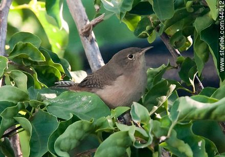 House Wren - Fauna - MORE IMAGES. Photo #44012