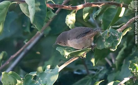 House Wren - Fauna - MORE IMAGES. Photo #44010