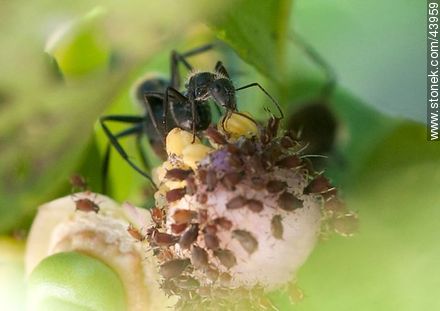 Hormigas negras criando pulgones en una flor de limonero - Fauna - IMÁGENES VARIAS. Foto No. 43959