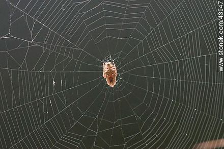 Spider weaving its web - Fauna - MORE IMAGES. Photo #43947