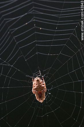 Spider weaving its web - Fauna - MORE IMAGES. Photo #43943