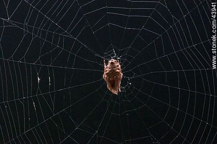 Spider weaving its web - Fauna - MORE IMAGES. Photo #43941