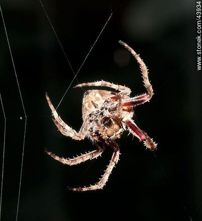 Spider weaving its web - Fauna - MORE IMAGES. Photo #43934