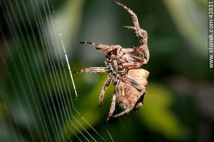 Araña tejiendo su tela y dejando secreciones pegajosas sobre ellas - Fauna - IMÁGENES VARIAS. Foto No. 43931