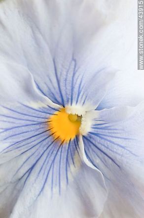 Pansy violets  - Flora - MORE IMAGES. Photo #43915